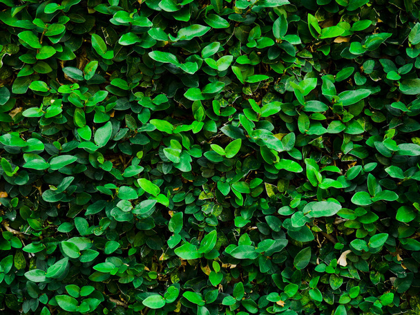abstrakter Hintergrund aus dunkelgrünen Blättern an der Wand. - Foto, Bild