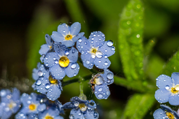 Blue wild forget-me-not flowers in drops of water - Foto, Imagen