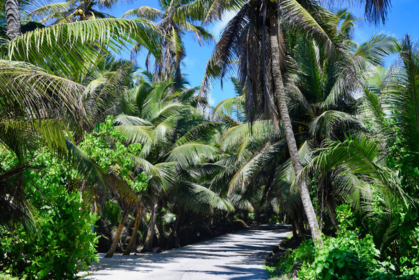 Seychely Mahe Island One of a Palm Tree road - Fotografie, Obrázek
