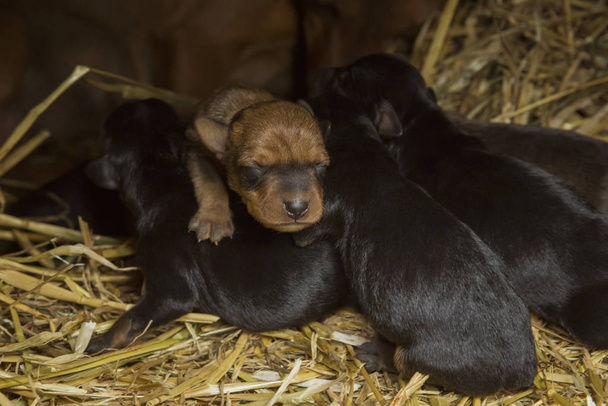 Cuccioli appena nati in fattoria
 - Foto, immagini