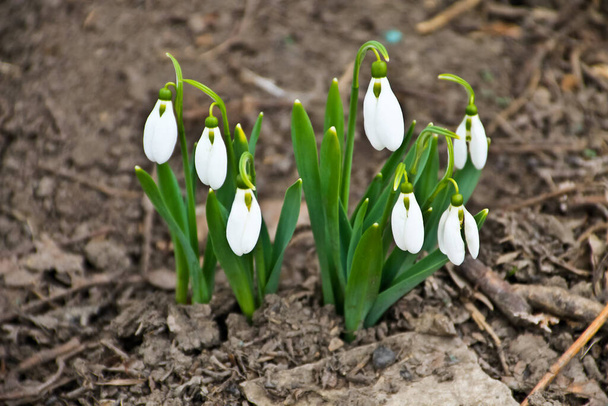 Białe kwiaty przebiśnieg (Galanthus nivalis) na wczesną wiosną - Zdjęcie, obraz