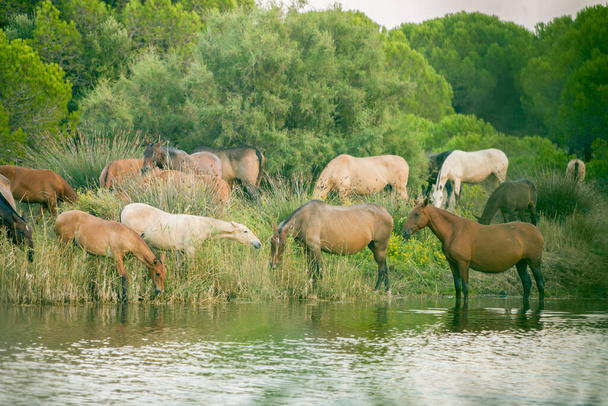 Дикие лошади пьют речной пейзаж
 - Фото, изображение