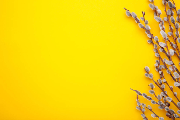 Willow catkins on a yellow background with copy space, easter - Foto, Imagem