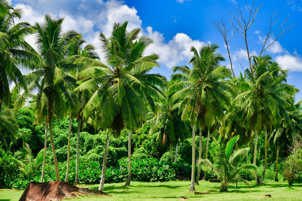 Ruelle des palmiers, vue tropicale, ciel nuageux, île Mahe, Seychelles
. - Photo, image