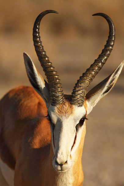 O jovem impala (Aepyceros melampus) macho que fica na grama verde na sombra no safari África do Sul. - Foto, Imagem