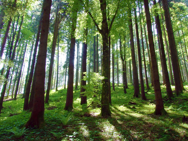 Mischwälder und ausgelichtete Bäume an den Hängen des Alpsteingebirges und im Rheintal, Gams - Kanton St. Gallen, Schweiz - Foto, Bild