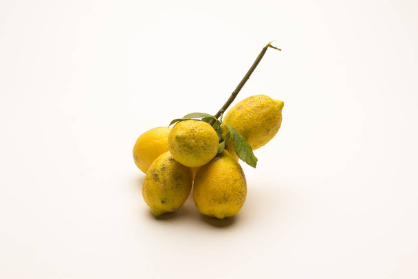 Lemons freshly picked from the tree; very acid citrus - Photo, Image