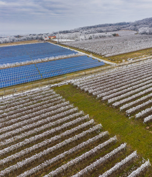 Zimowa mroźna winnica z panelami energii słonecznej - Zdjęcie, obraz