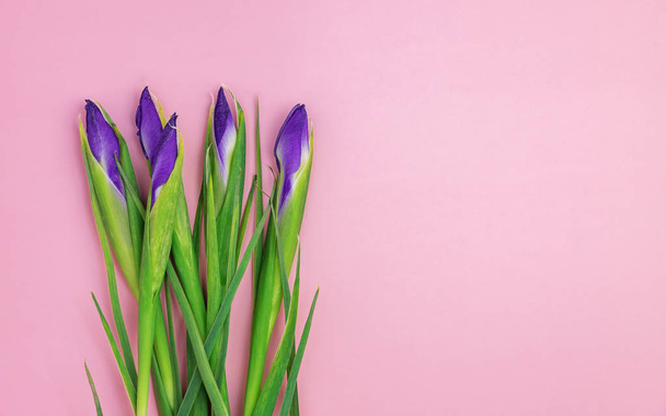 irises on a pink background - Φωτογραφία, εικόνα
