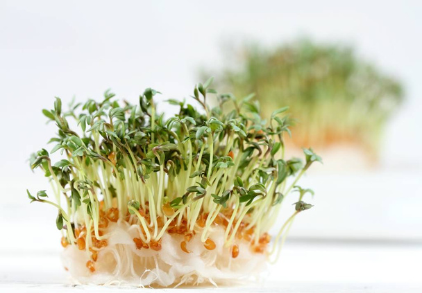 Garden cress, Lepidum sativum, growing from cotton pad on the white table. Also called mustard and cress, garden pepper cress,  pepperwort or pepper grass. - Photo, Image