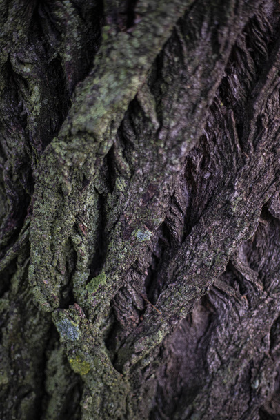 photographs of wood bark trees - Foto, afbeelding