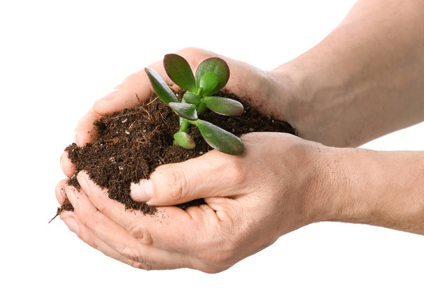 白い背景に植物や土壌を持つ男性の手。地球の日のお祝い - 写真・画像