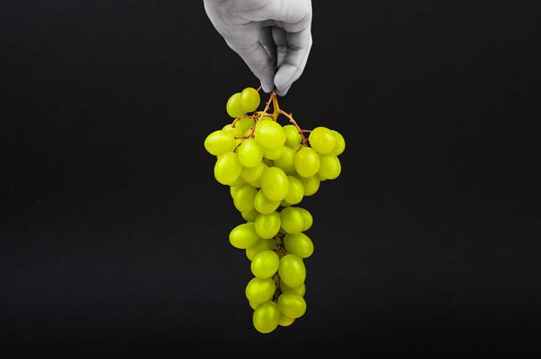 Green grapes on a black background. A hand holds grapes in the air on a black background. Volumetric winery. A bunch of green bush grapes. - Photo, Image