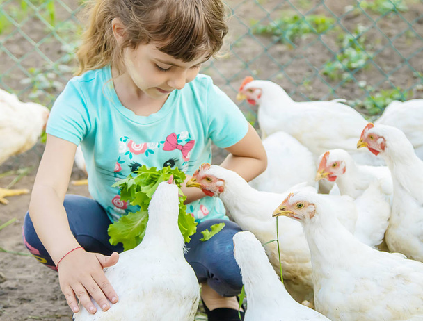 Bio-Hühner auf dem heimischen Bauernhof für Kinder. - Foto, Bild