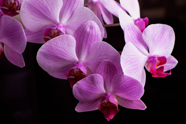 Bright pink orchids on a black background. Beautiful pink and white orchids isolated on a black background. Phalaenopsis. Colorful pink orchid close-up. - Foto, afbeelding