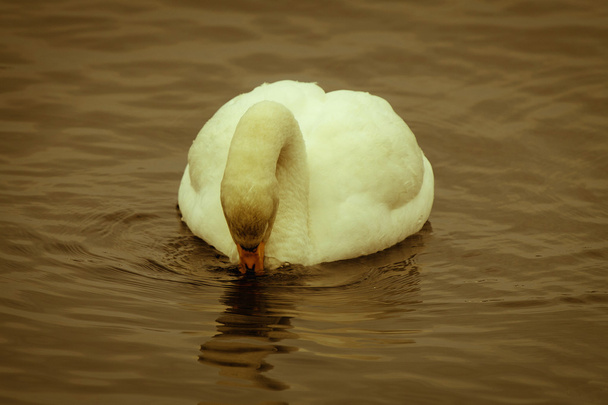 Немой лебедь на плаву
 - Фото, изображение