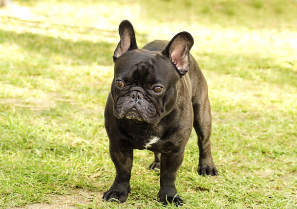 French bulldog - Photo, Image