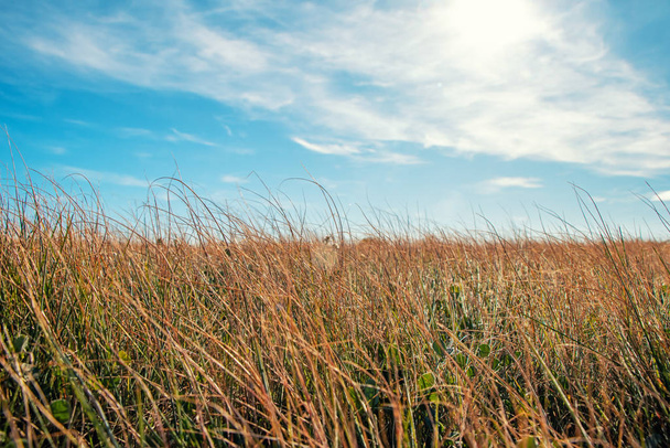 трава и голубое небо с облаками - Фото, изображение