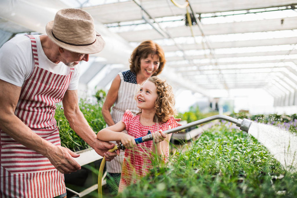 Small girl with senior grandparents watering plants in the greenhouse. - Foto, Bild