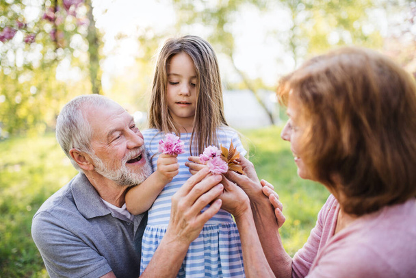 Senior grandparents with small granddaugther sitting outside in spring nature. - Foto, Imagem