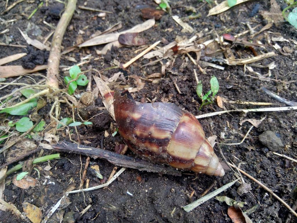 Caracol morto com ovos (Bekicot, Achatina fulica) na natureza
 - Foto, Imagem