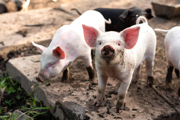 Twee kleine witte varkens op een boerderij. - Foto, afbeelding