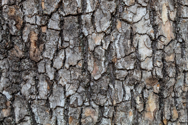 Closeup Embossed Tree Bark Texture Background - Valokuva, kuva