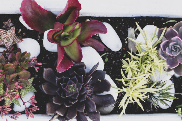 Rectangular arrangement of succulents, cactus succulents in a planter, above view, toning - Photo, Image