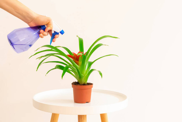 Young woman spraying red flower Guzmania plant on white coffee table on light beige background - Photo, Image