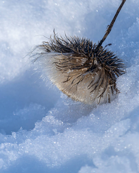 Leesett teásvirág a hóban - Fotó, kép