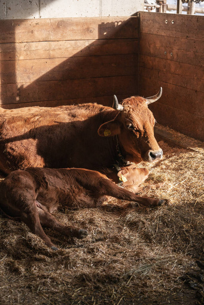 Bos Farrus с ребенком, спящим в сене, корова с ребенком, лежащим в сене
 - Фото, изображение