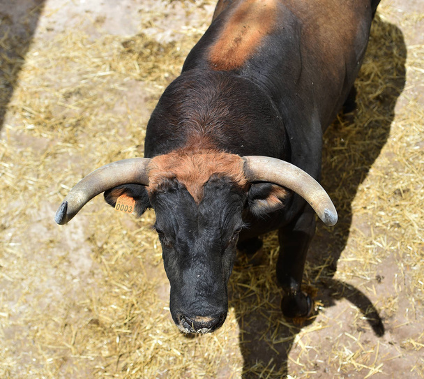 Stier mit großen Hörnern im spanischen Spektakel - Foto, Bild