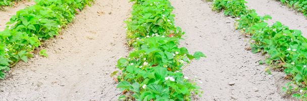 Blooming flowers and unripe fruits on strawberries bush at organic farm in Washington, US - Photo, Image