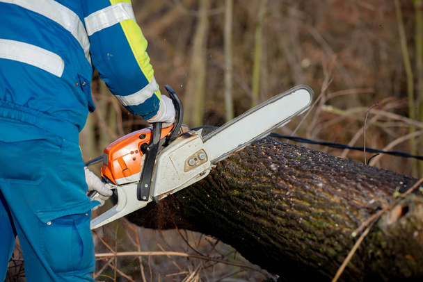 Bir acil durum çalışanı elektrik hattına düşen bir ağacı testereyle kesiyor. - Fotoğraf, Görsel