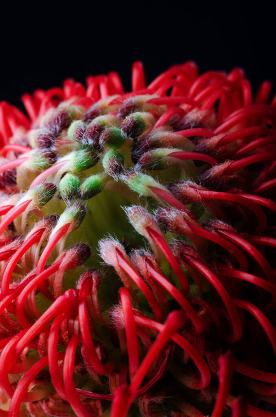 Leucosper Mum cordifolium, червона пліснява-чайник. Крупним планом красива квітка білкової подушки, символ сили, наполегливості, процвітання
. - Фото, зображення