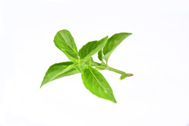 κλαδί νόστιμο άρωμα πράσινου βασιλικού απομονωμένο σε λευκό backgrou - Φωτογραφία, εικόνα