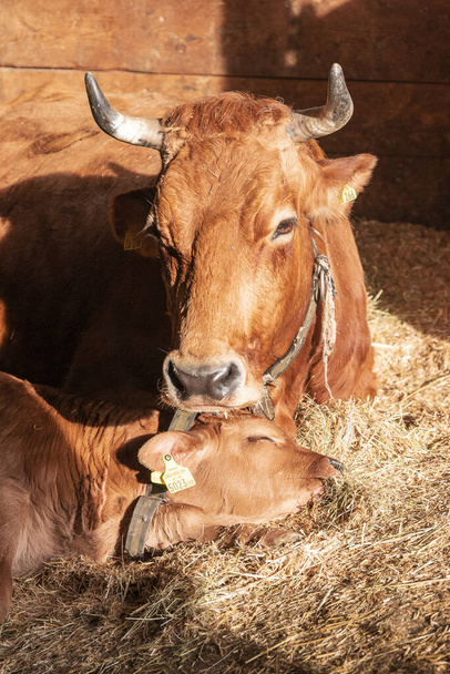 Bos taurus met een baby slapend in het hooi, koe met een baby liggend in het hooi - Foto, afbeelding