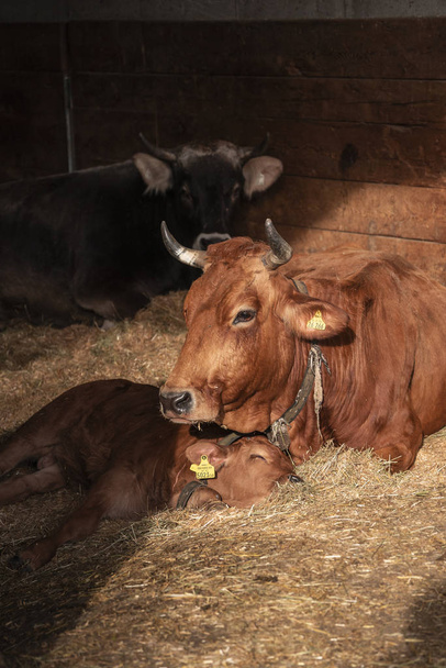 Bos taurus com um bebê dormindo no feno, vaca com um bebê deitado no feno
 - Foto, Imagem