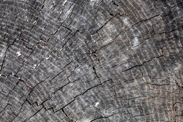 Grayish Old Weathered Cracked Wood Texture - Valokuva, kuva