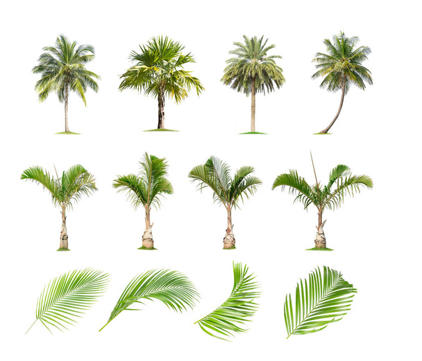 Kokosové a palmové stromy, Palmové listy Izolovaný strom na bílém backgro - Fotografie, Obrázek