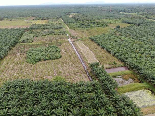 Les successions d'huile de palme à Sarawak, île de Bornéo, Malaisie
 - Photo, image