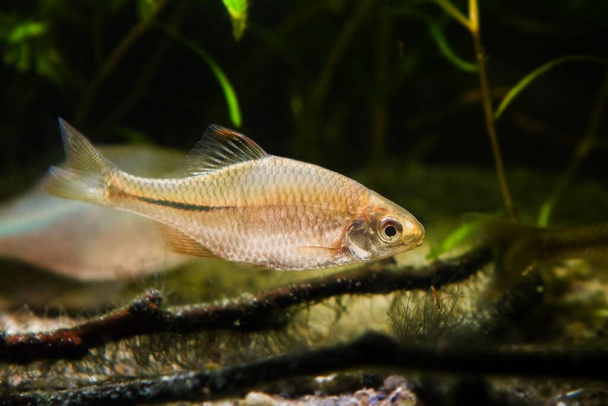 υγιές και δραστήριο ενήλικο αρσενικό ευρωπαϊκής πικρίας, τα διακοσμητικά ψάρια παρουσιάζουν αναπαραγωγικό χρωματισμό σε ένα φυτεμένο βιοτοπικό ενυδρείο γλυκού νερού με ξύλα και φύκια. - Φωτογραφία, εικόνα