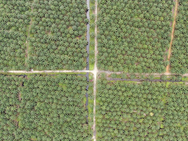 The Palm Oil Estates at Sarawak, the Borneo Island, Μαλαισία - Φωτογραφία, εικόνα