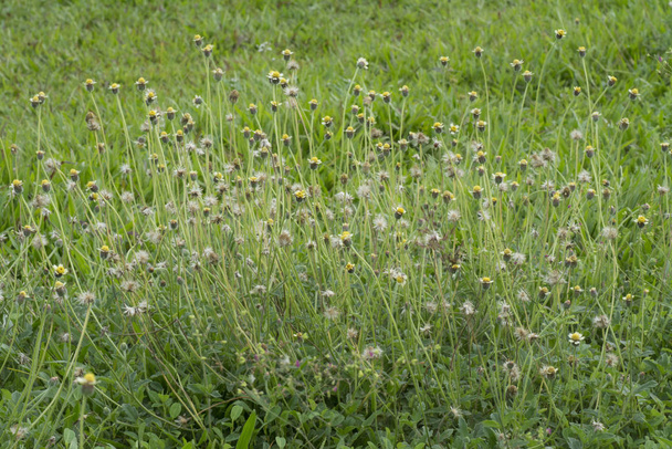 overgrowth park with tridax procumbens weeds  - Photo, Image