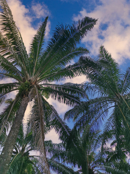 lookup daytime sky with palm leaves foreground  - 写真・画像