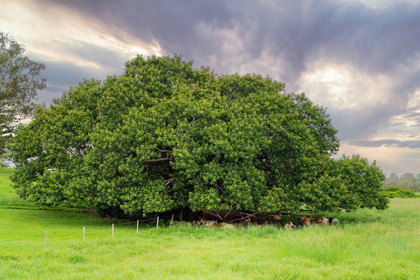 Sığırlar Eski İncir Ağacının Altında Dinleniyor - Fotoğraf, Görsel