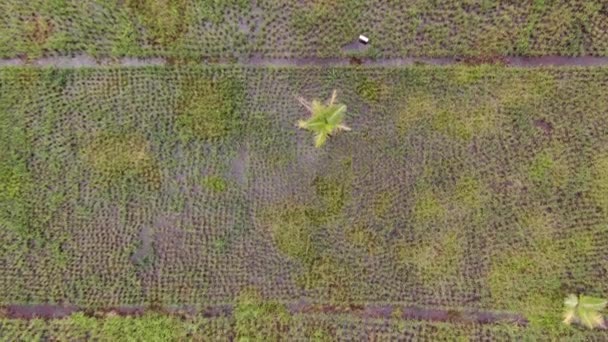 Una vista aérea de arriba hacia abajo de un campo de arroz con los agricultores en el trabajo. Situado en la aldea de Skuduk, Sarawak, Malasia. Paisaje general de un arrozal, chozas, árboles y agricultores
. - Imágenes, Vídeo