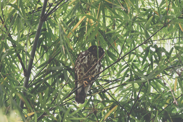 Pássaro (Northern Boobook) em uma natureza selvagem
 - Foto, Imagem