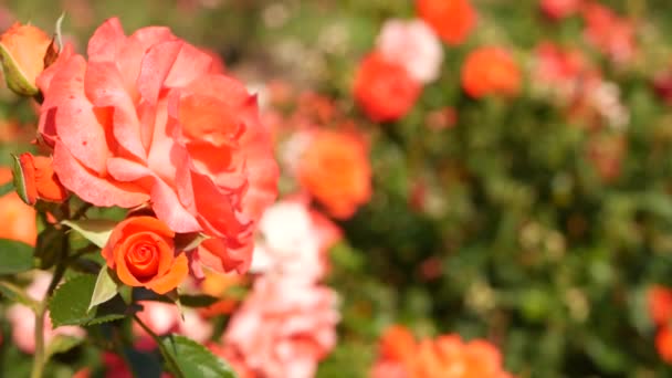Αγγλικός κήπος με τριαντάφυλλα. Ροσάριο Floral φόντο. Τα τρυφερά λουλούδια ανθίζουν, η μέλισσα συλλέγει γύρη. Κοντινό πλάνο του κομπολόι κρεβάτι λουλούδι. Ανθοφόρος θάμνος, επιλεκτική εστίαση με έντομα και λεπτά πέταλα. - Πλάνα, βίντεο