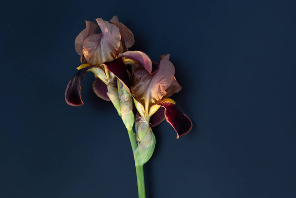 Dark burgundy iris flower  on a dark background - Photo, Image